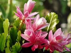 サボテンの花